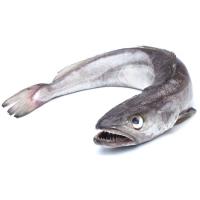 Lluç d'ham sencer i net, al pes, compra mínima 1.9 kg Lluç d'ham sencer i net, al pes, compra mínima 1.9 kg