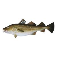 Bacallà SKREI 2-4 kg, al pes, compra mínima 3 kg Bacallà SKREI 2-4 kg, al pes, compra mínima 3 kg