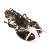 Llamàntol del Canadà, peça aprox. 500 g