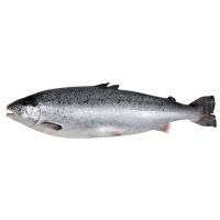 Salmó sencer i net de criança, al pes, compra mínima 2.5 kg Salmó sencer i net de criança, al pes, compra mínima 2.5 kg