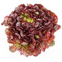 Lechuga hoja roure, 1u Lechuga hoja roure, 1u